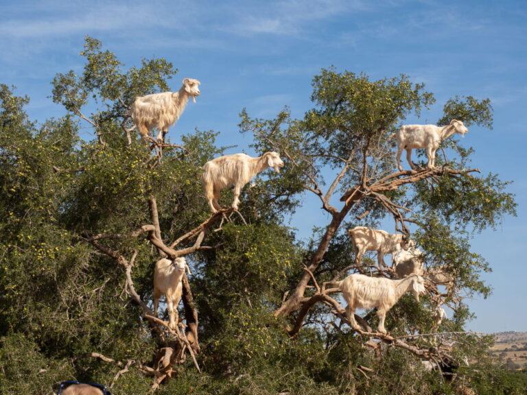 Malaga unleashes fire-fighting goats