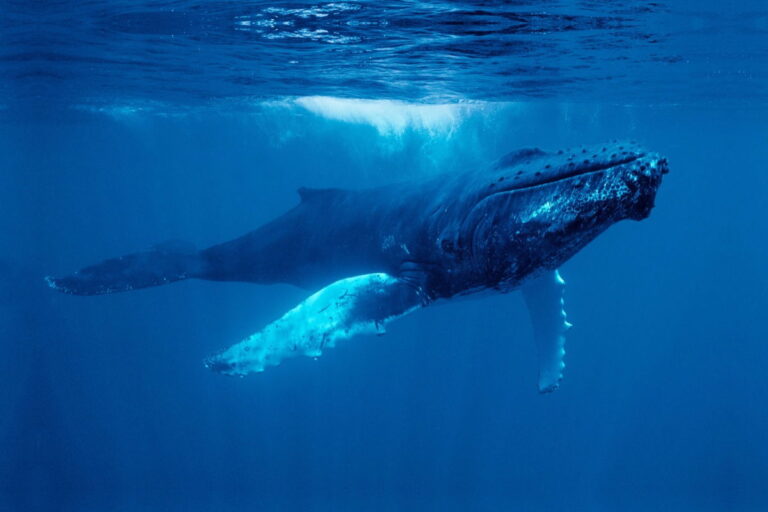 20-minute conversation between whale and human