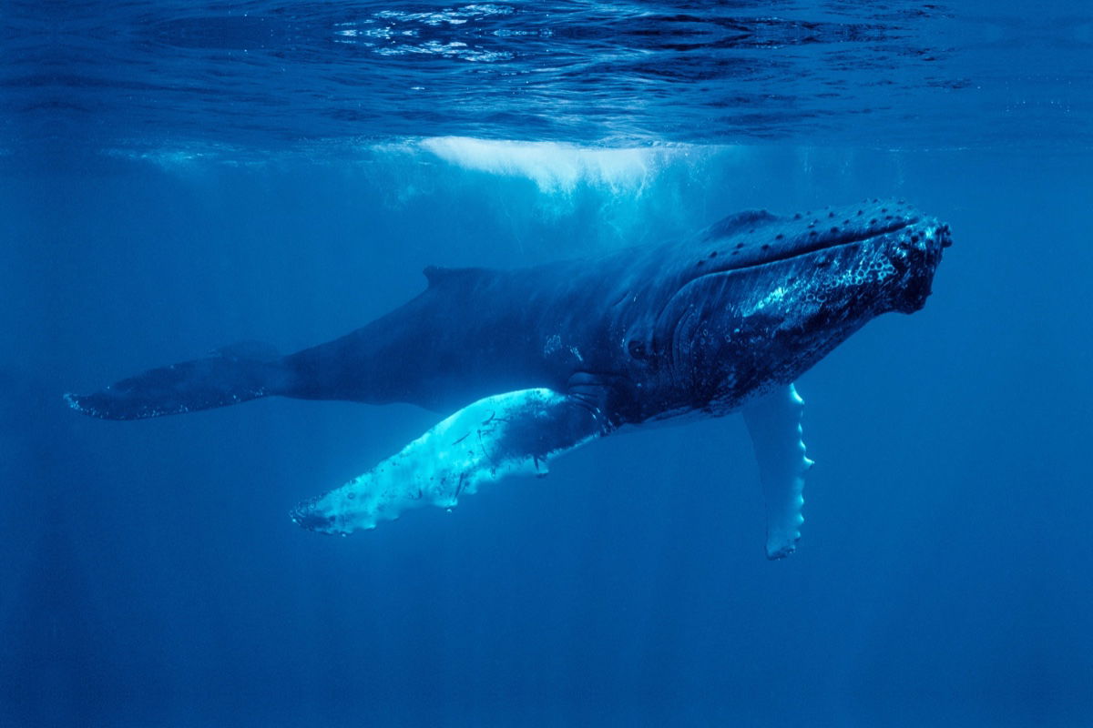 20-minute conversation between whale and human