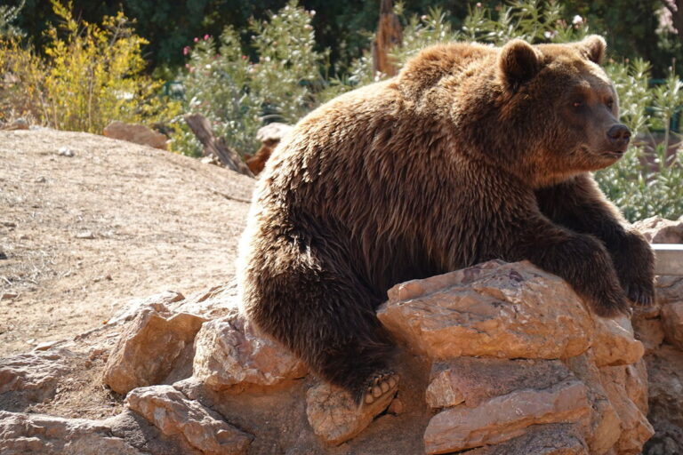 Greece’s brown bears wake up