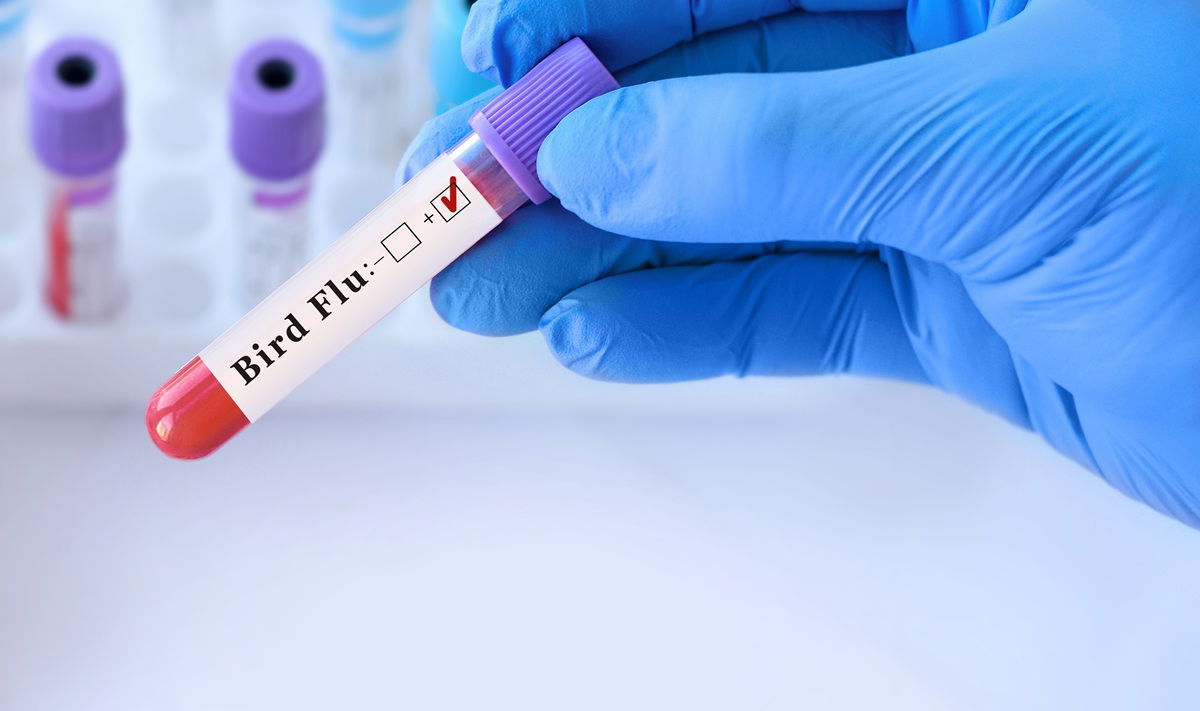 Bird flu warning: Symptoms and pandemic risk