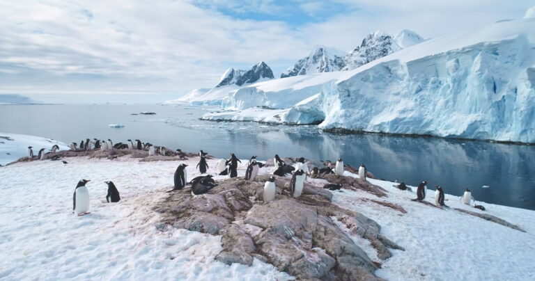 Trump tariffs hit remote penguin islands
