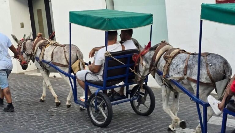 New rules for Mijas donkey taxis