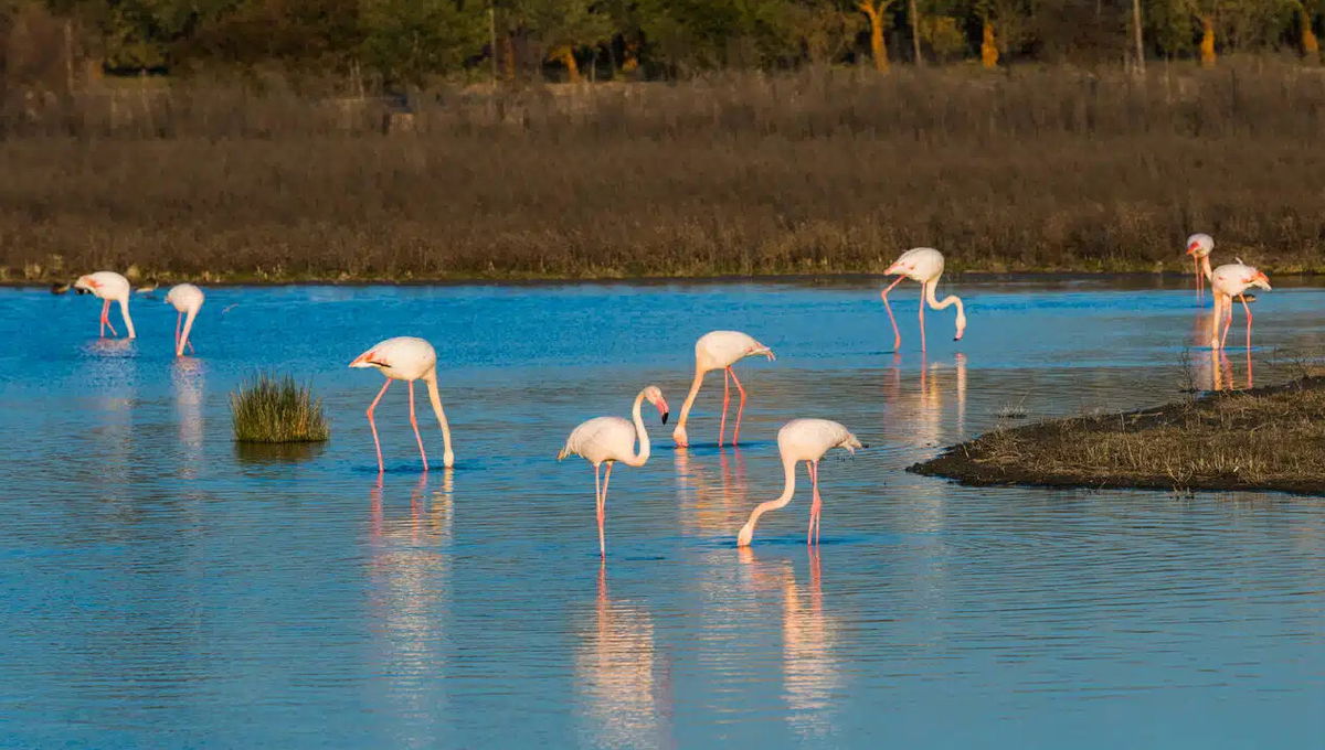 Flamingoes return to Malaga province