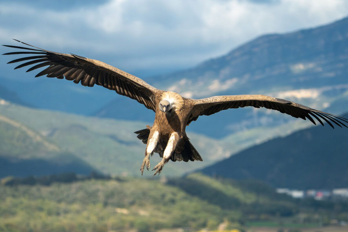 How BirdLife is safeguarding natural heritage