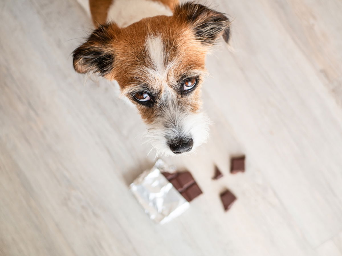 5 foods that could kill your dog