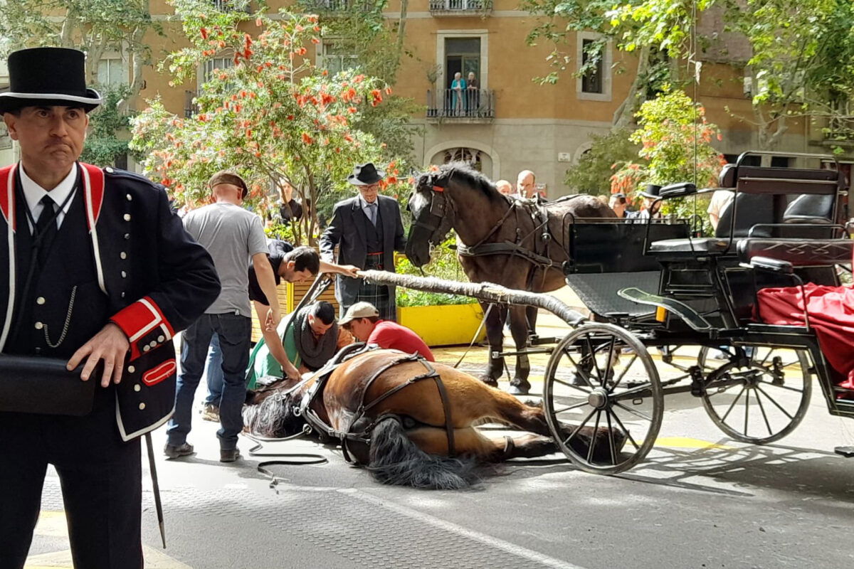 Horse dies at Barcelona’s parade