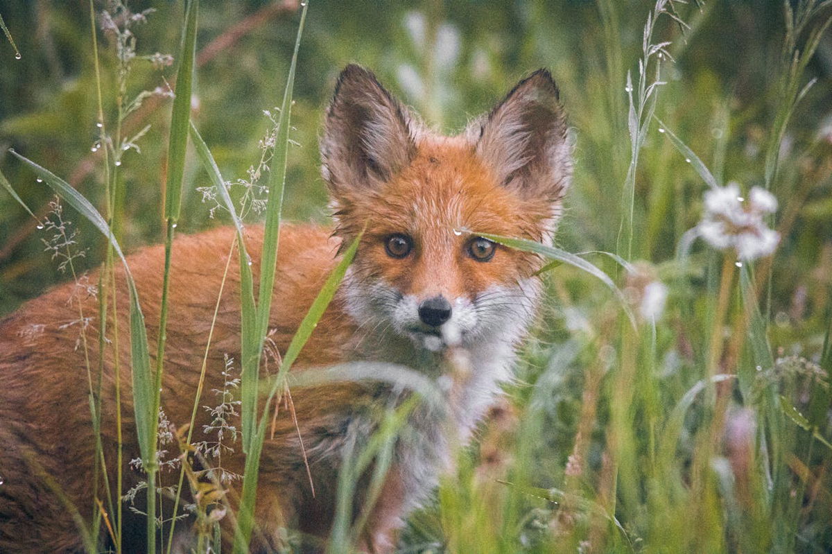 Ireland could ban fox hunting