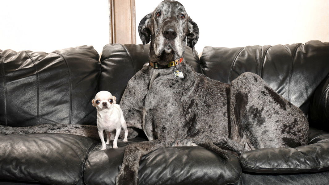 The odd couple of the dog world