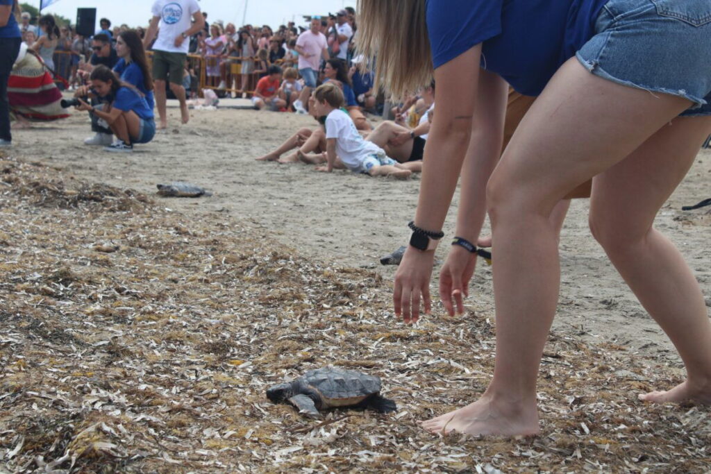 Join the patrols to protect nesting turtles