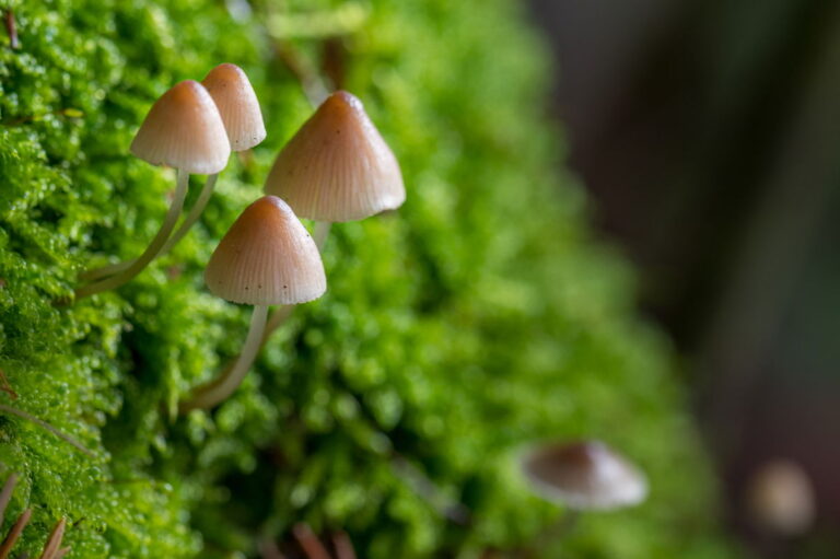 New Zealand to use ‘Magic Mushrooms’ to treat depression