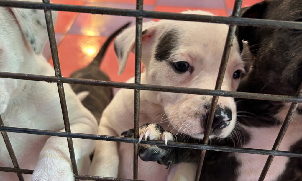 What’s up with Spain’s animal welfare law?