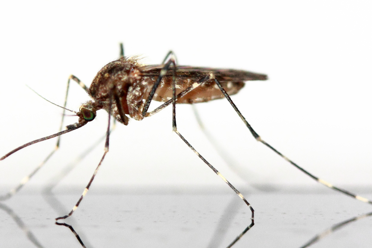 Scientists infect mosquitoes to fight malaria