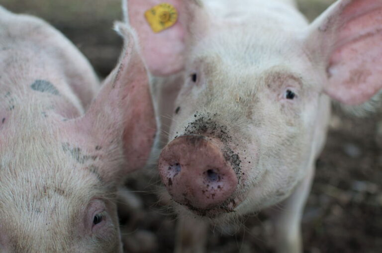 Human hearts successfully grown in PIG embryos