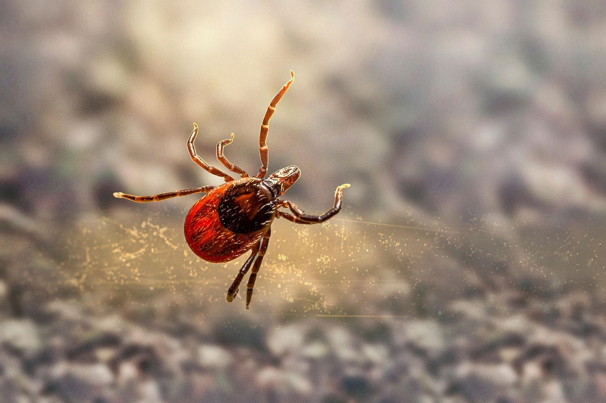 Madrid warns of potentially deadly tick bites