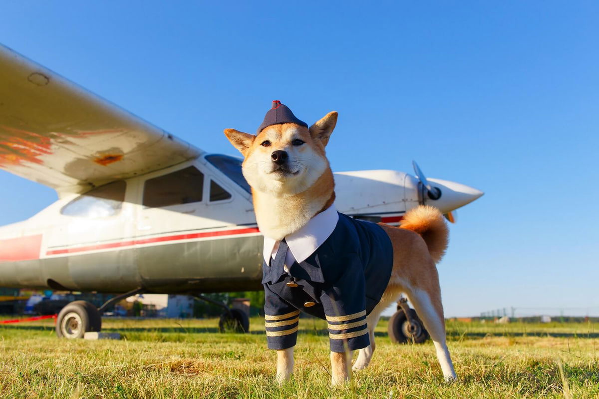 Al dente dog travel – flying in doggy style