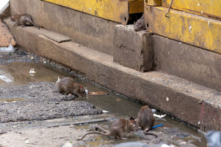 Rats and snakes roam the streets of a Spanish beach city