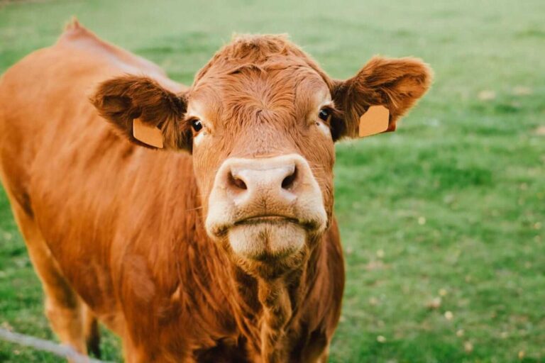 The Bullish Cattle Stampede Rumbles On. Here’s What to Watch Next After Record Cattle Highs.