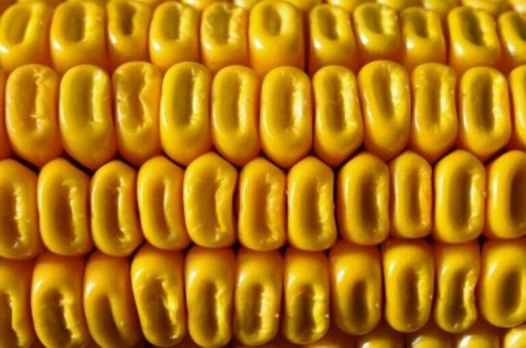 Corn Heads into the Weekend with Losses