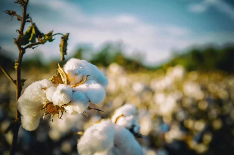 The Bears Are in Control of Cotton. How Much Lower Will Prices Go?